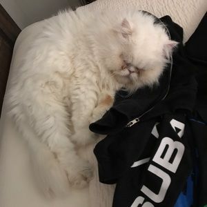 Meet your Posher, Gustavo